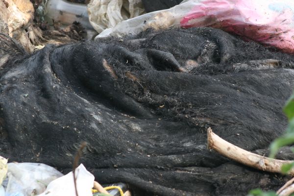 Vierte casa de matanza de Mezcala desechos en basurero cerrado
